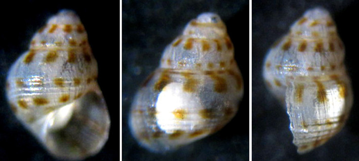 Crisilla semistriata